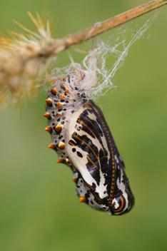 Variegated Fritillary chrysalis